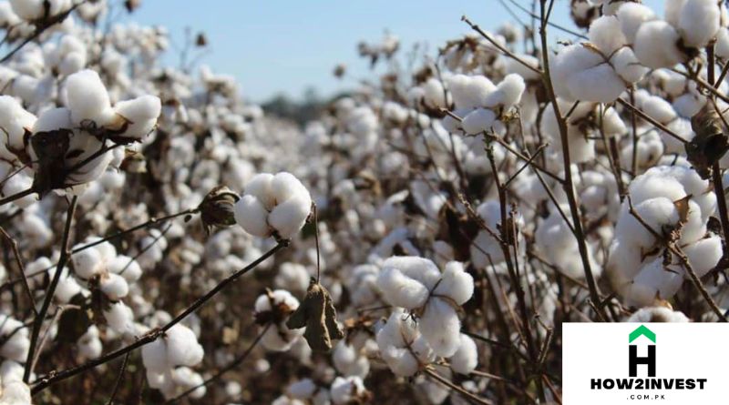 CB Cotton